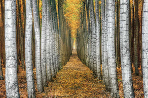 Tree Farm by Michael Cahill - multiple sizes