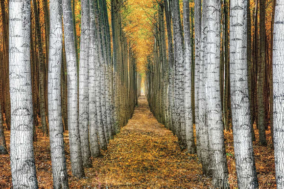 Tree Farm by Michael Cahill - multiple sizes