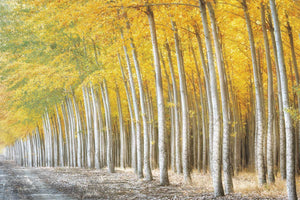 Gold Alley by Dennis Frates - multiple sizes