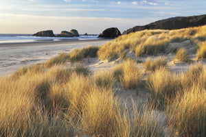 Dune Grass & Beach stretched canvas by artist Dennis Frates