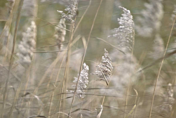 Wind Blown by Assaf Frank - multiple sizes